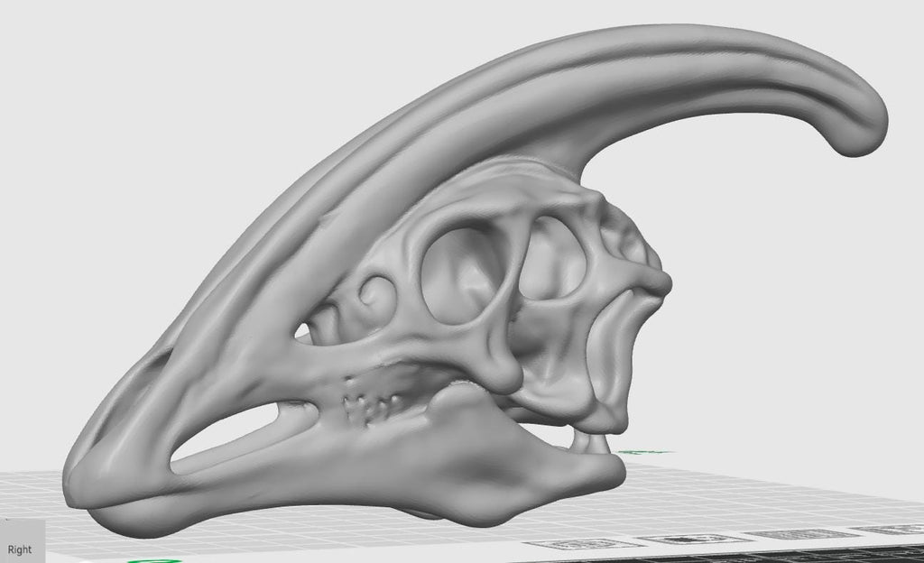 Parasaurolophus Hadrosaur Skull Replica | Fossil Decor | Cretaceous Herbivore Anatomy Model | High-Detail Paleontology Gift