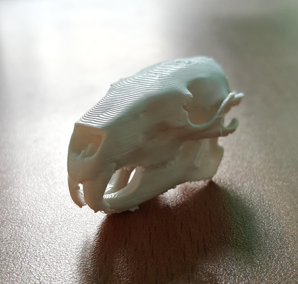 Anatomical Capybara Skull Replica | Rodent Osteology Model | Hydrochoerus Hydrochaeris Display