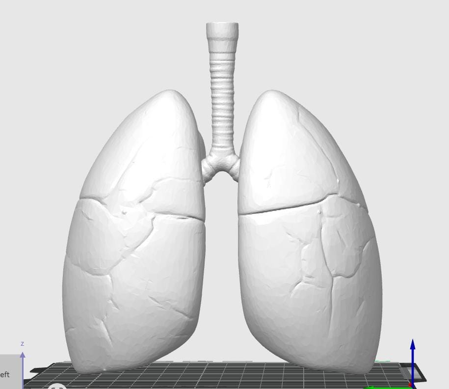 Anatomical Human Lungs Model | Respiratory System Education Kit | Pulmonologist & Doctor Gift | Desktop Anatomy Display