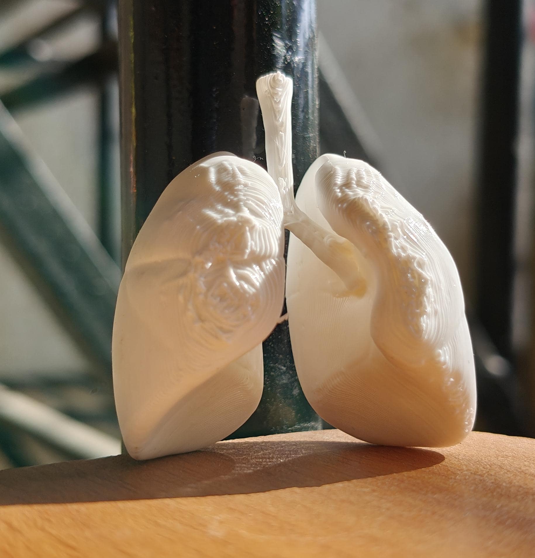 Anatomical Human Lungs Model | Respiratory System Education Kit | Pulmonologist & Doctor Gift | Desktop Anatomy Display