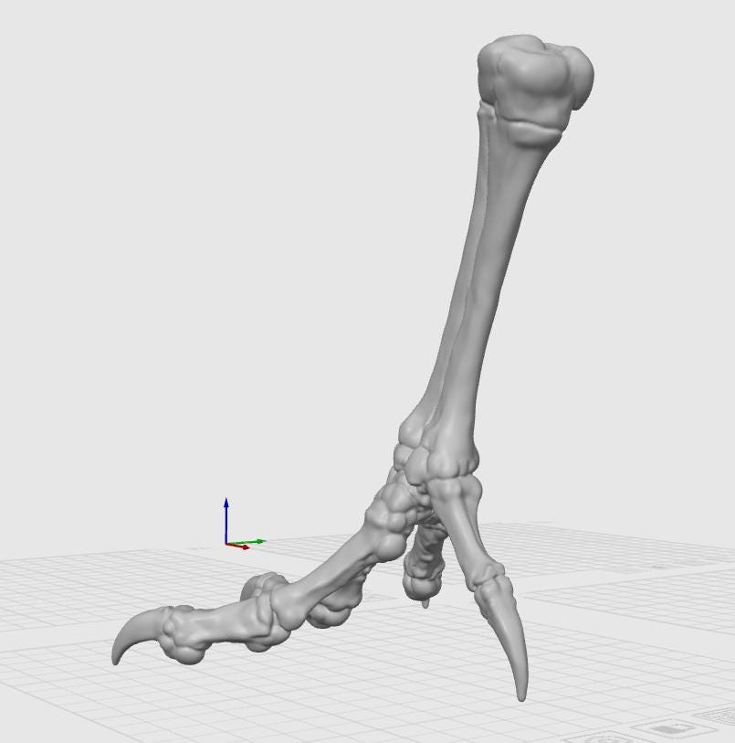 Chicken Tarsometatarsus Foot Bone Model | Avian Skeletal Replica, Study Aid