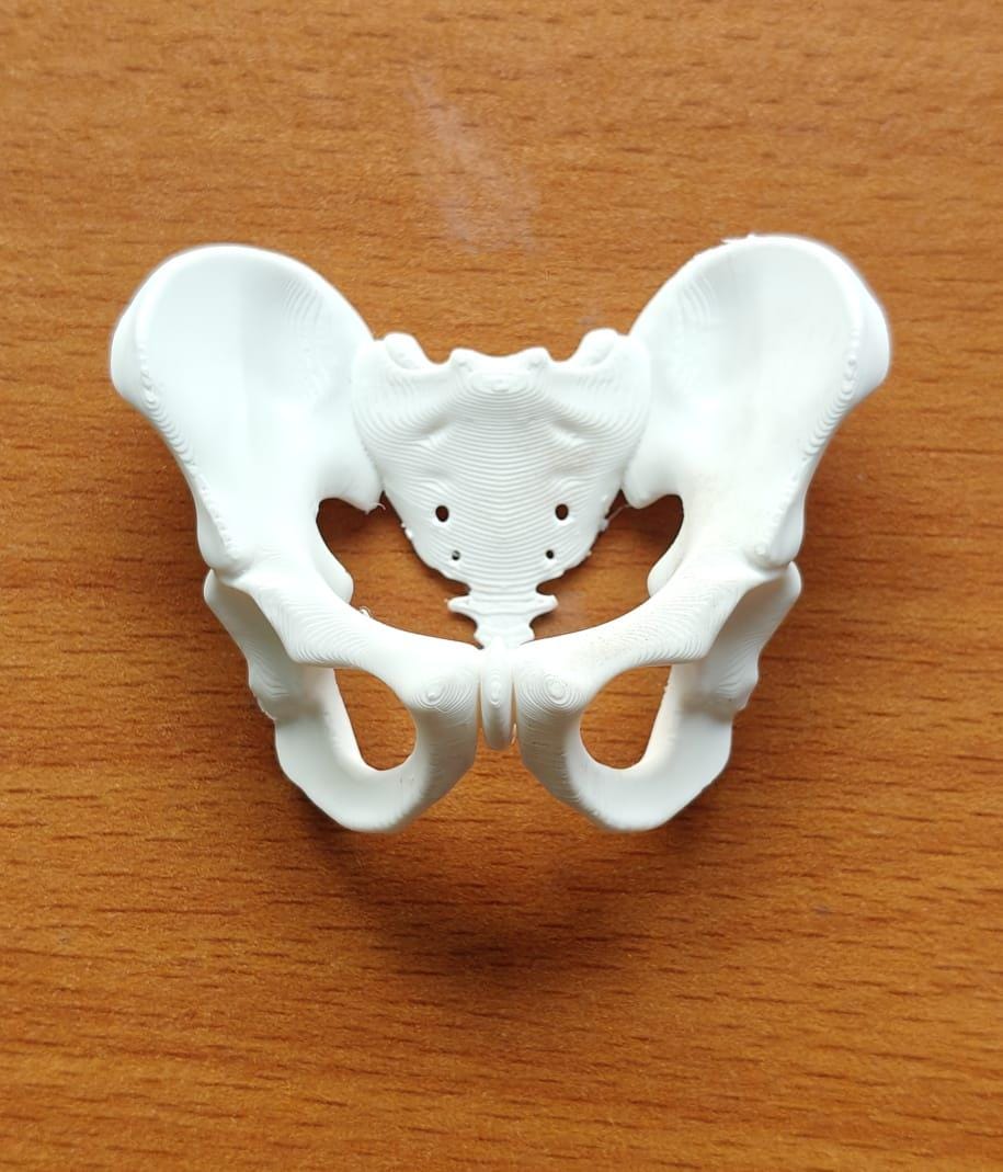 Female Pelvis Bone Model | Midwifery, PT, Medical Study Aid Replica