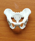 Female Pelvis Bone Model | Midwifery, PT, Medical Study Aid Replica