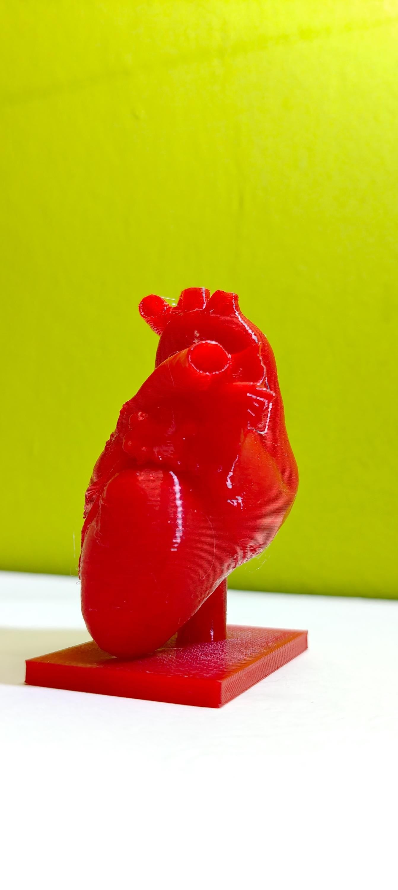 Anatomical Heart Sculpture | Realistic Medical Model Desk Decor