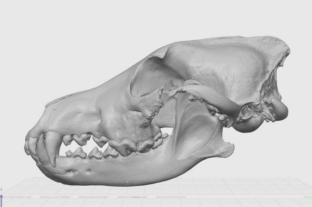Anatomical Wolf Skull Replica | 170mm Predator Osteology Model, Gothic Nature Display