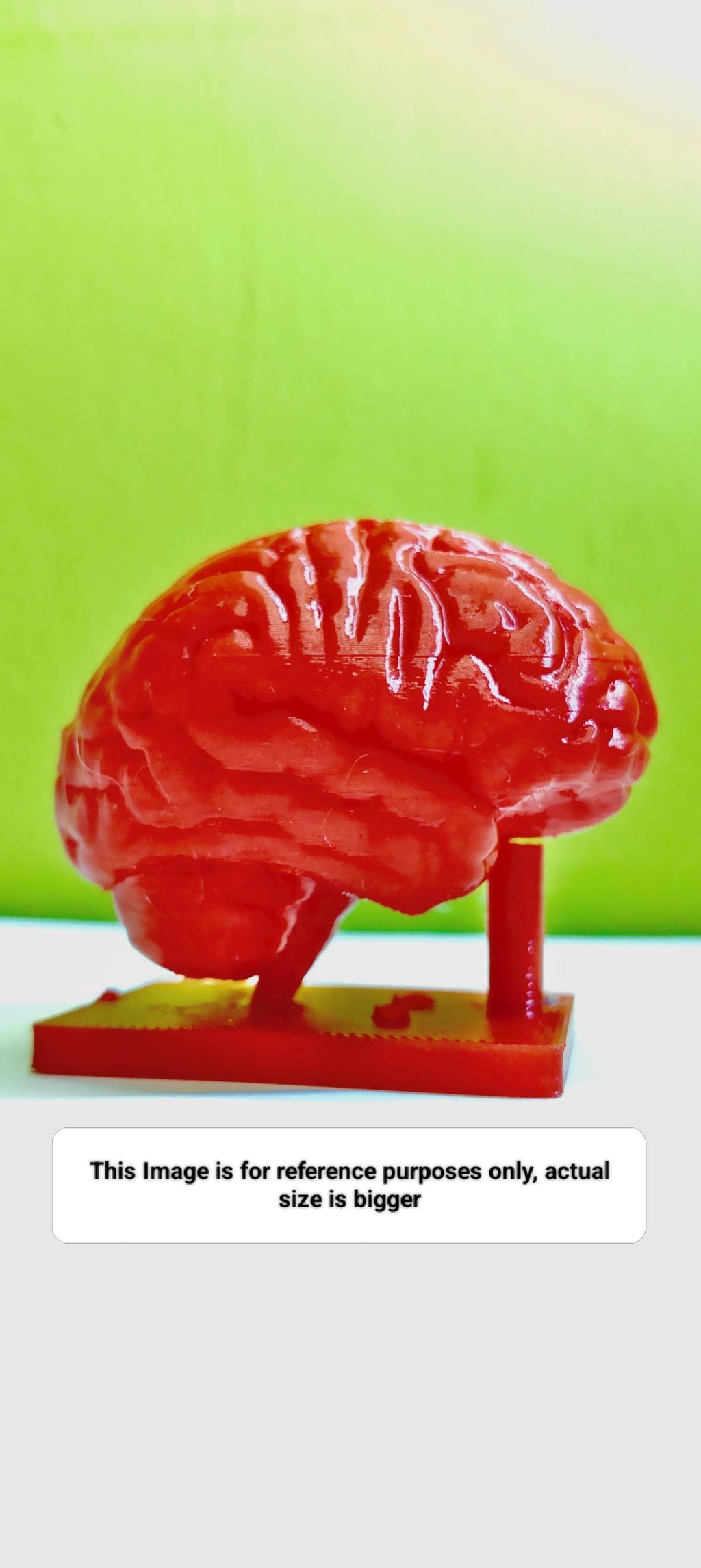 Miniature Brain Sculpture | Neuroscience Desk Decor | Psychology Gift | Educational Brain Anatomy Model