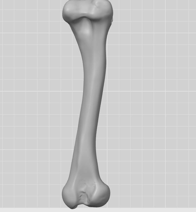 Anatomical Chicken Tibia Bone Model | Life-Size Avian Skeletal Replica, Zoology Study Aid