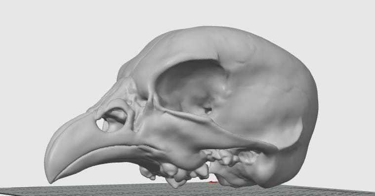 Avian Skull Anatomy Model | Chicken Head Skeleton Replica | Veterinary Study Aid | Bird Biology Specimen