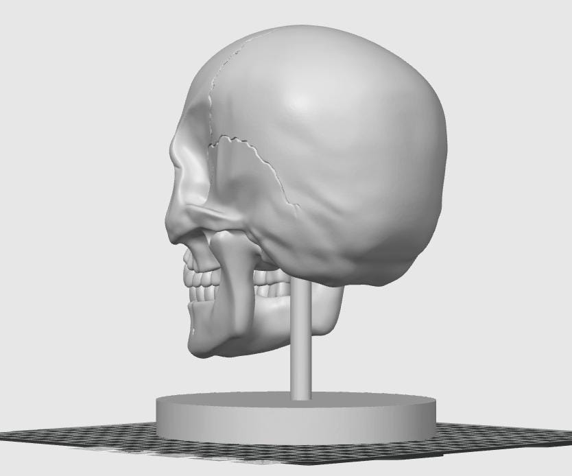Human Skull Model | Anatomical Medical Study Replica | Life Size Skull Sculpture | Science Classroom Decor