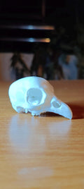 Avian Skull Anatomy Model | Chicken Head Skeleton Replica | Veterinary Study Aid | Bird Biology Specimen
