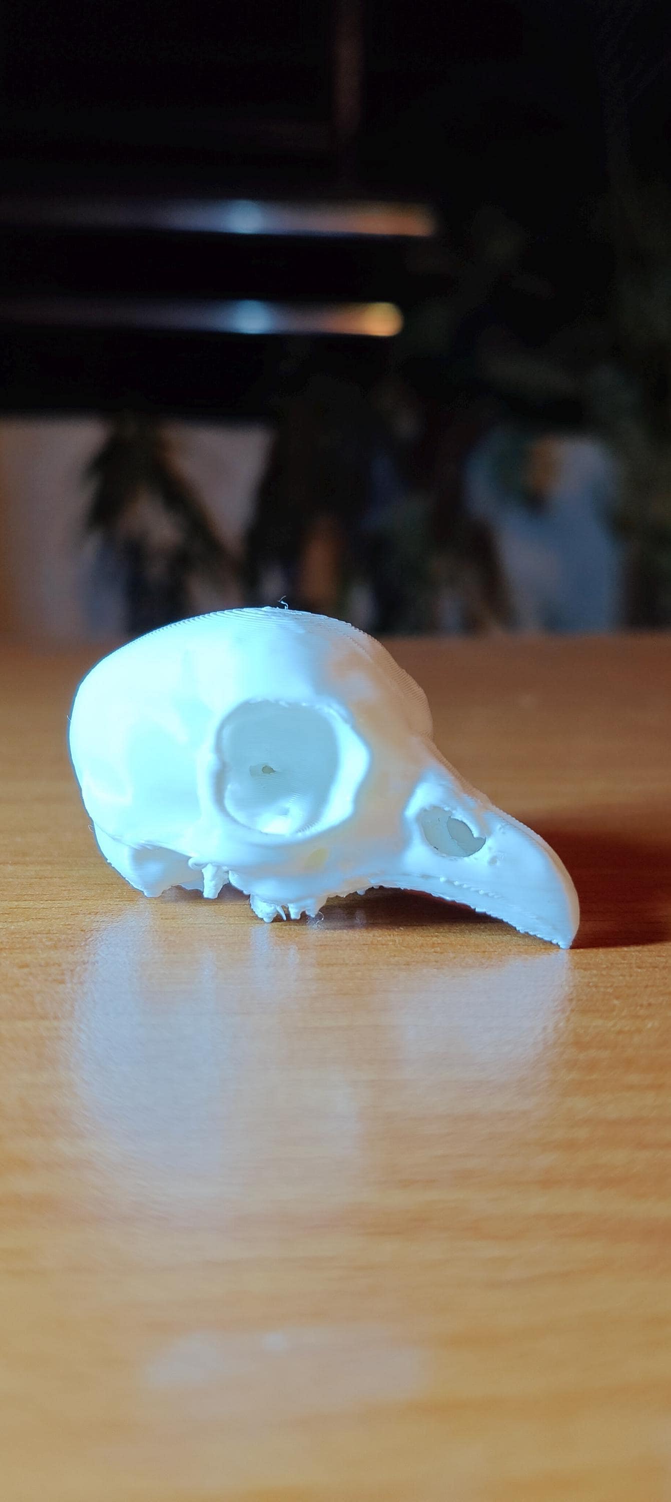 Avian Skull Anatomy Model | Chicken Head Skeleton Replica | Veterinary Study Aid | Bird Biology Specimen