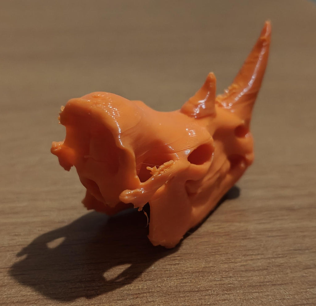 Anatomical Rhinoceros Skull Replica | Fossil Display | Perissodactyl Megafauna Anatomy Model | Professional Paleontology & Zoology Decor