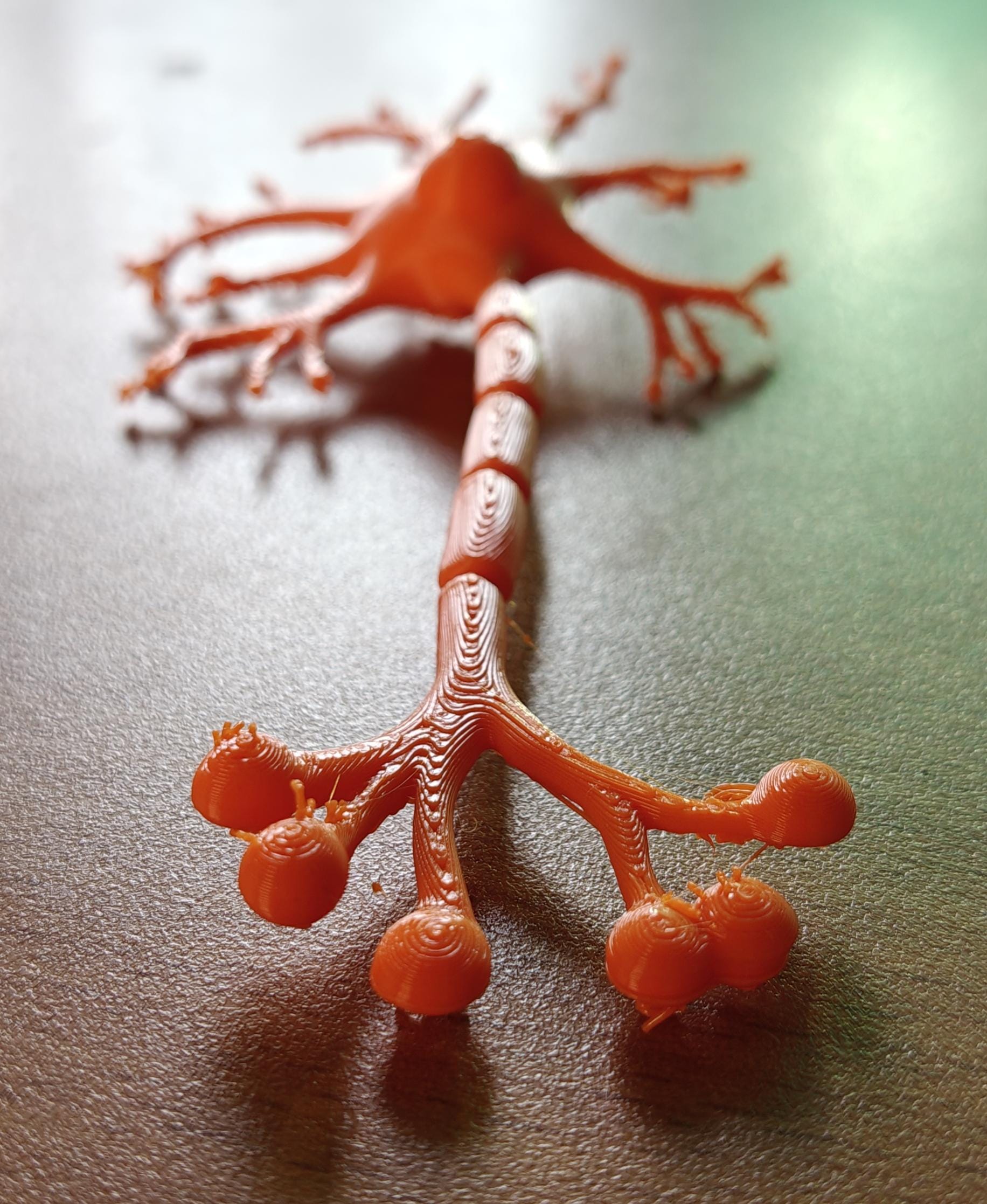 Anatomical Human Neuron Model | Multipolar Nerve Cell Sculpture, Neuroscience Display