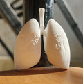 Anatomical Human Lungs Model | Respiratory System Education Kit | Pulmonologist & Doctor Gift | Desktop Anatomy Display