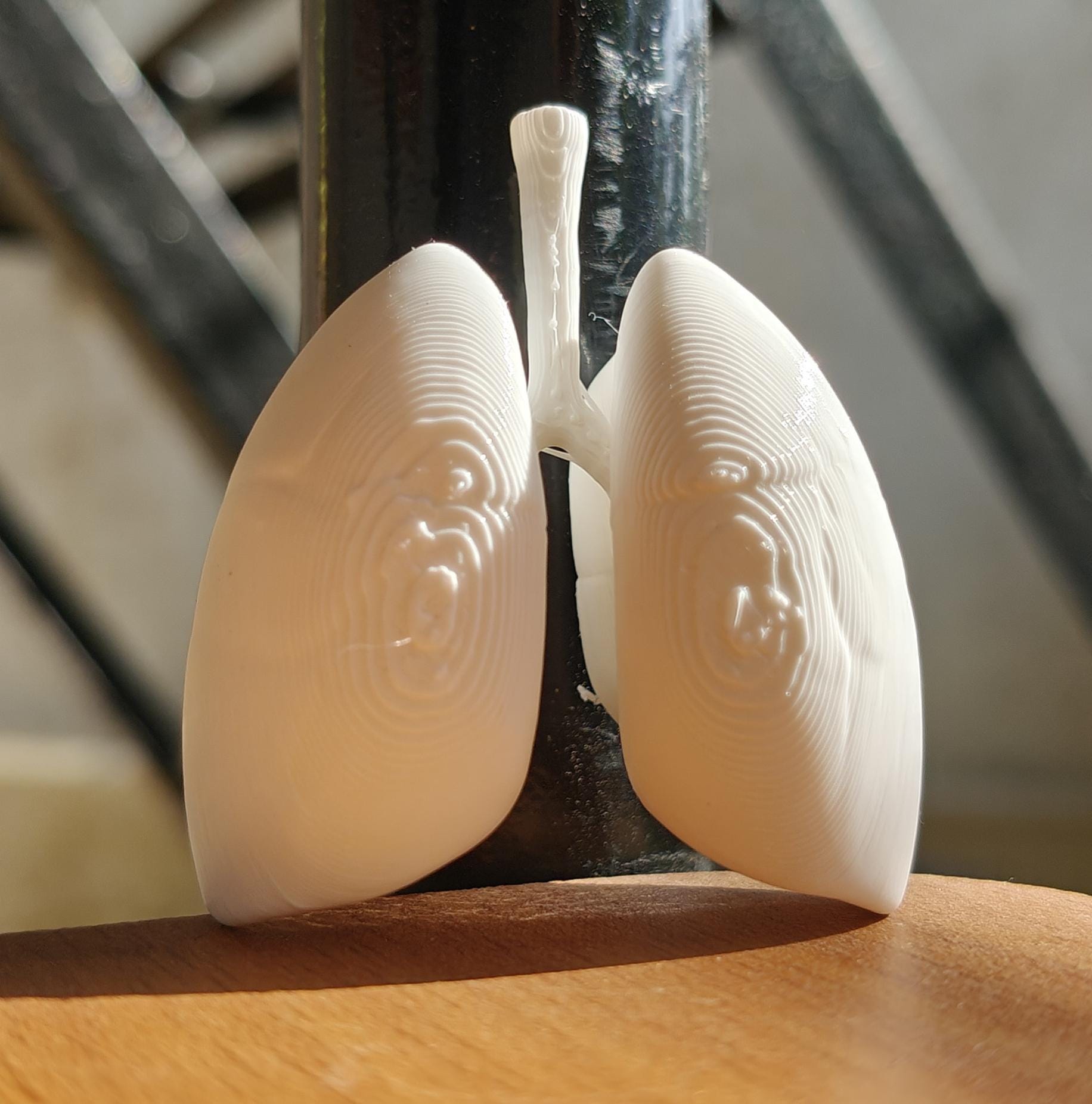 Anatomical Human Lungs Model | Respiratory System Education Kit | Pulmonologist & Doctor Gift | Desktop Anatomy Display