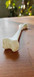 Human Femur Bone Replica | Anatomical Study Model, Medical Display
