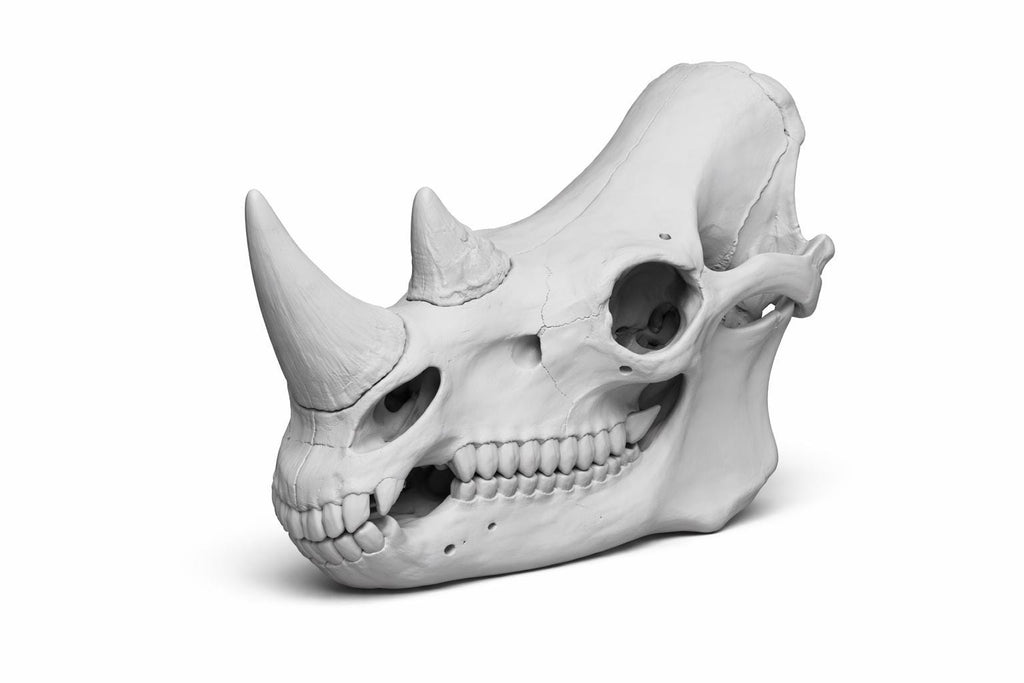 Anatomical Rhinoceros Skull Replica | Fossil Display | Perissodactyl Megafauna Anatomy Model | Professional Paleontology & Zoology Decor