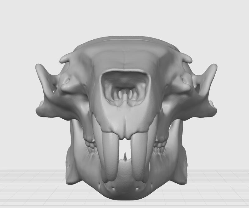 Anatomical Capybara Skull Replica | Rodent Osteology Model | Hydrochoerus Hydrochaeris Display