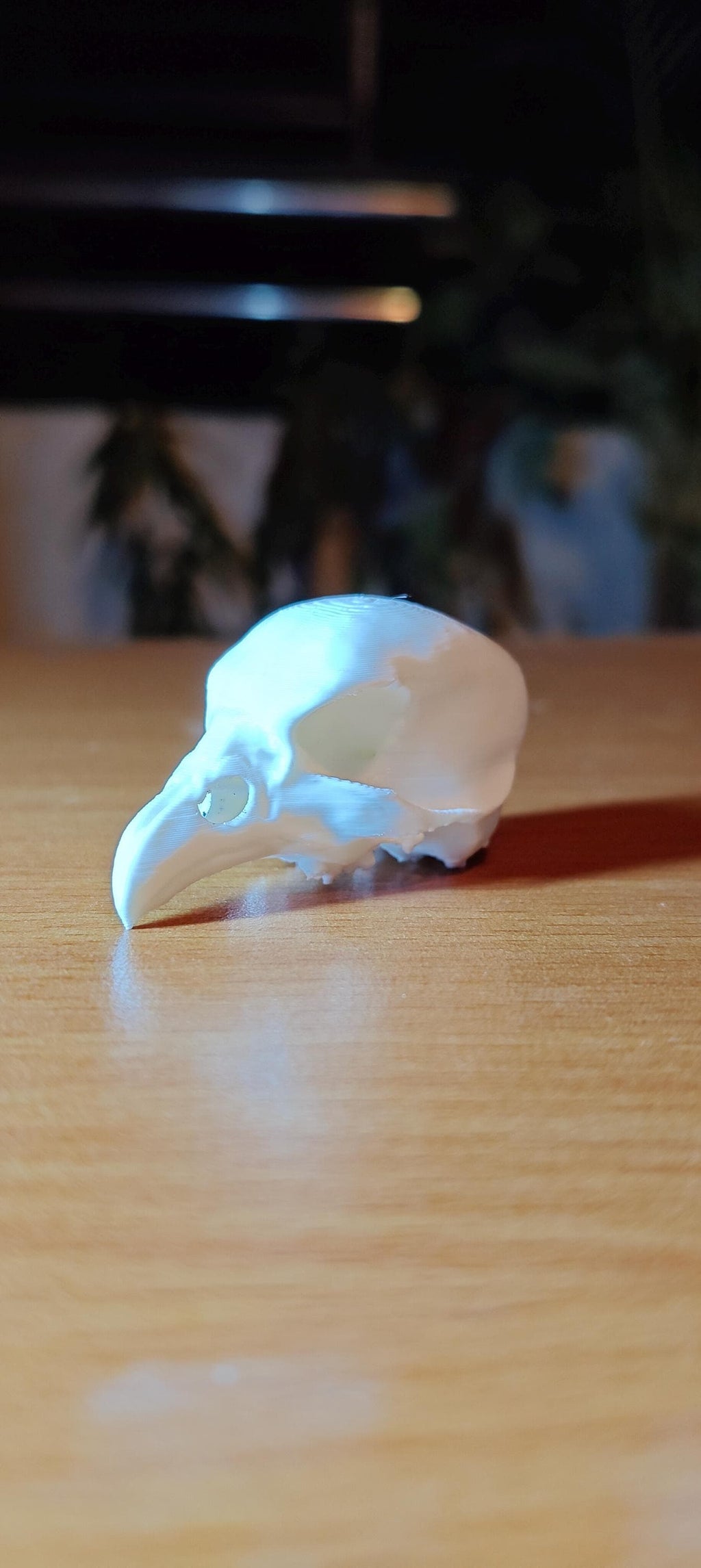 Avian Skull Anatomy Model | Chicken Head Skeleton Replica | Veterinary Study Aid | Bird Biology Specimen