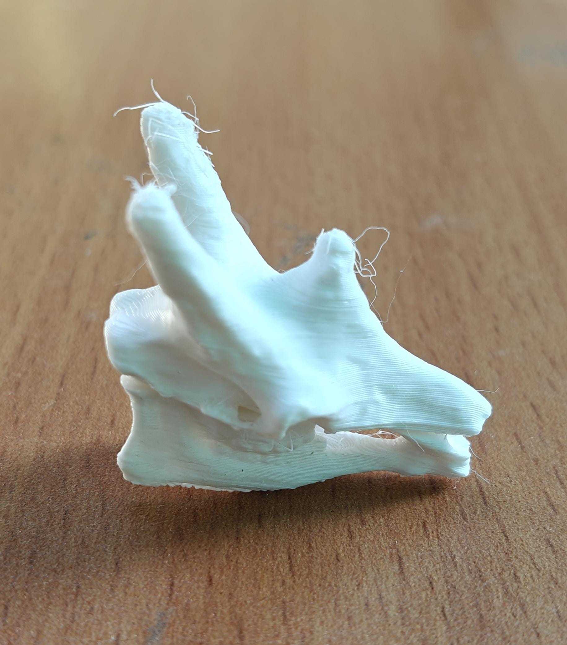 Anatomical Giraffe Skull Replica | 170mm Desk Scale Osteology Decor