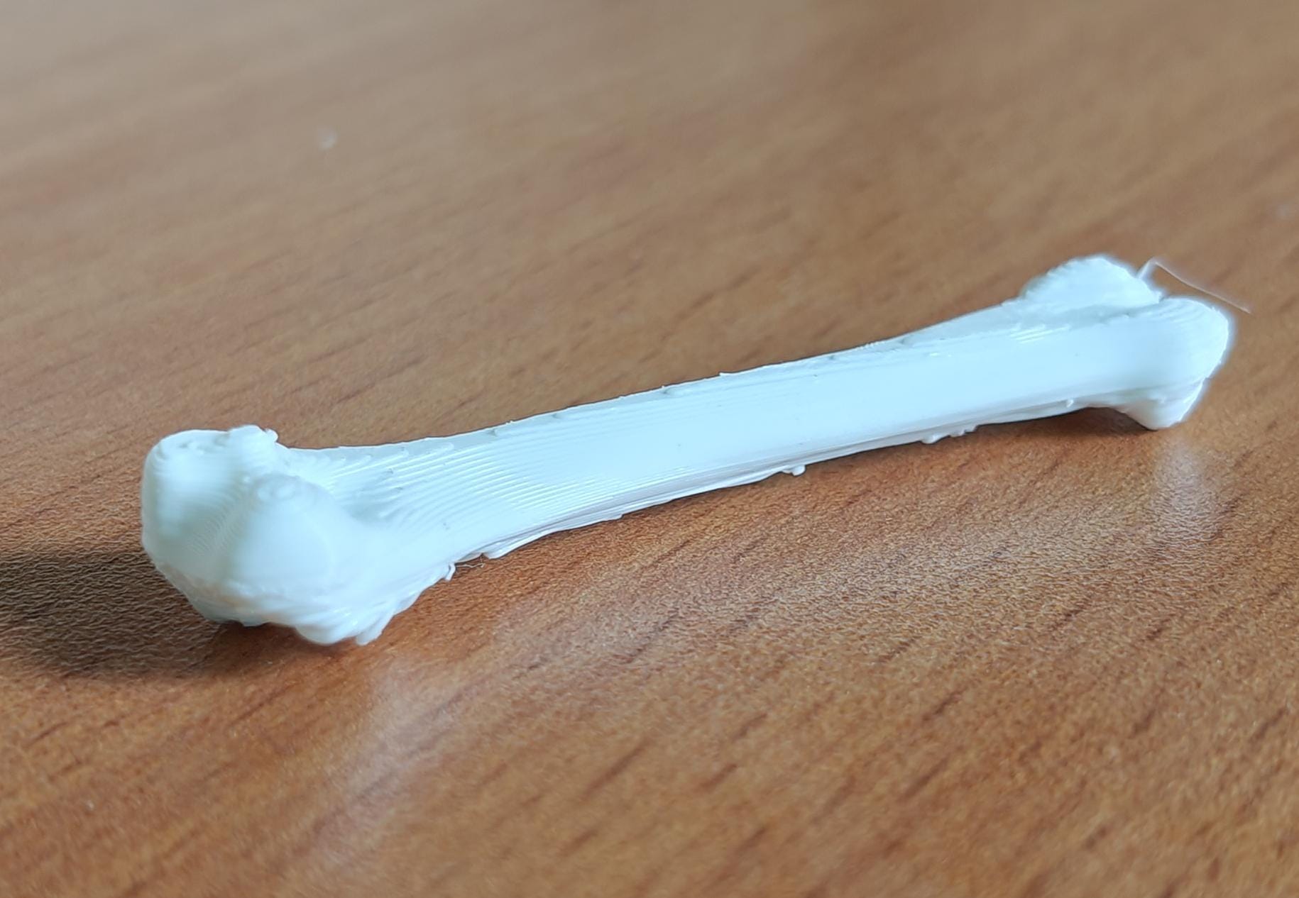 Anatomical Chicken Tibia Bone Model | Life-Size Avian Skeletal Replica, Zoology Study Aid