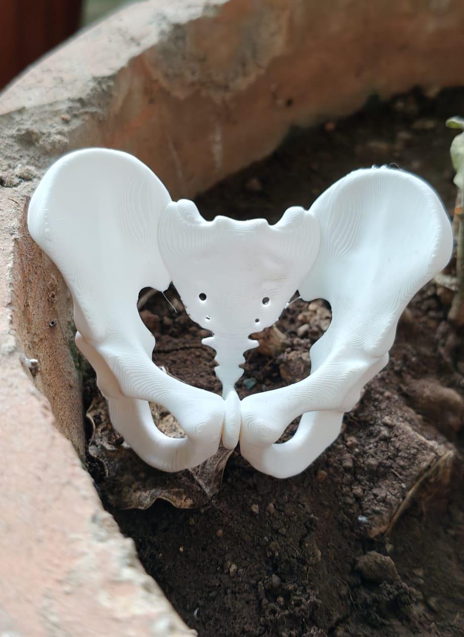Female Pelvis Bone Model | Midwifery, PT, Medical Study Aid Replica