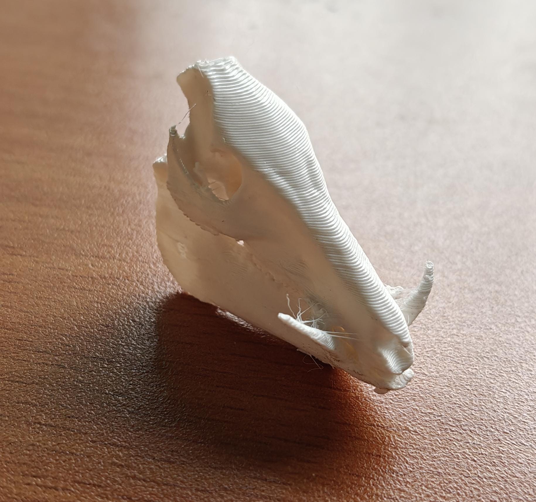 Anatomical Wild Boar Skull Replica | Cruelty-Free Sus scrofa Osteology Display