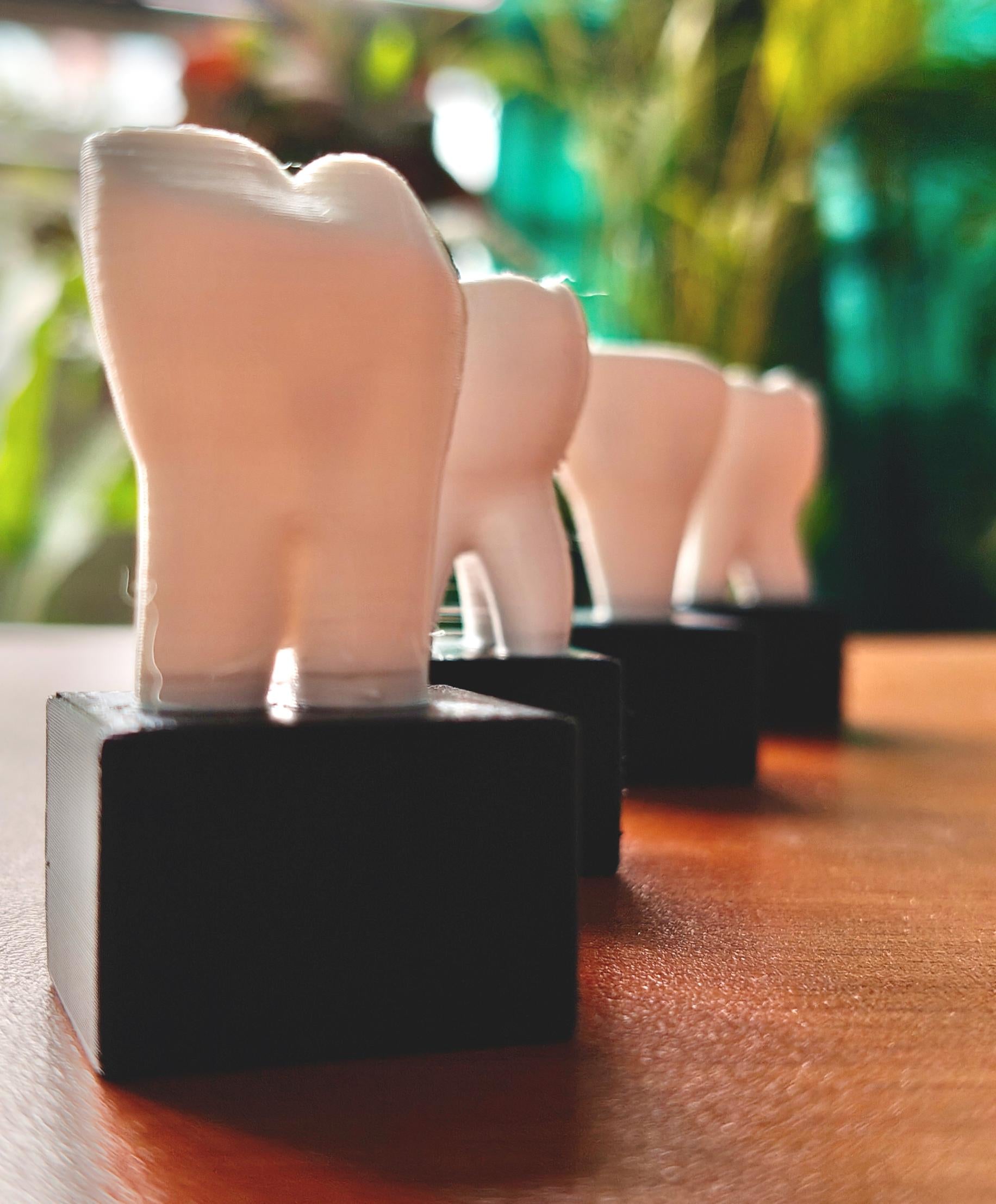 4-Piece Dental Model Set | Detailed Tooth Anatomy | Dentist Office Display | Dental School Teaching Tool