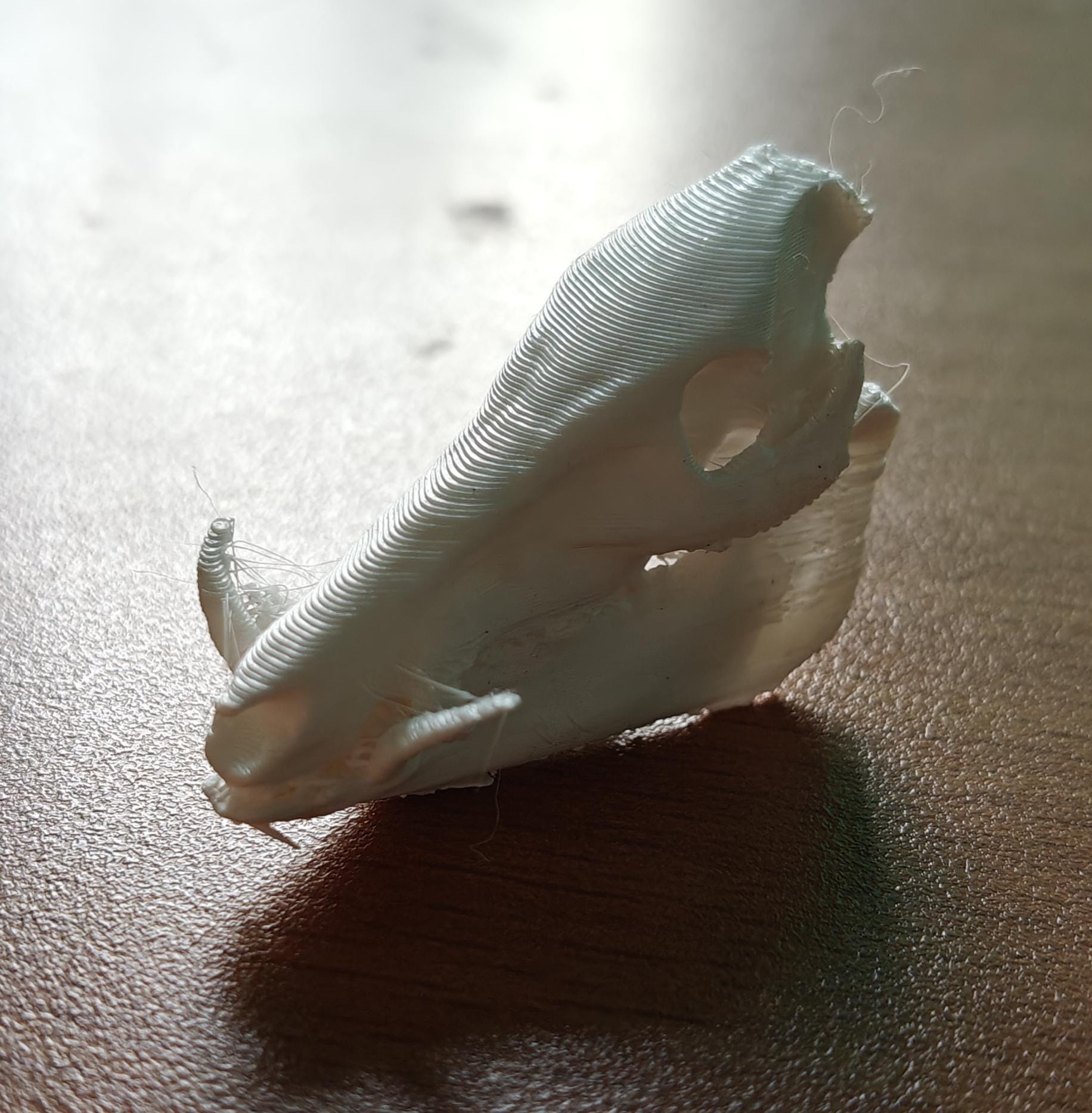 Anatomical Wild Boar Skull Replica | Cruelty-Free Sus scrofa Osteology Display