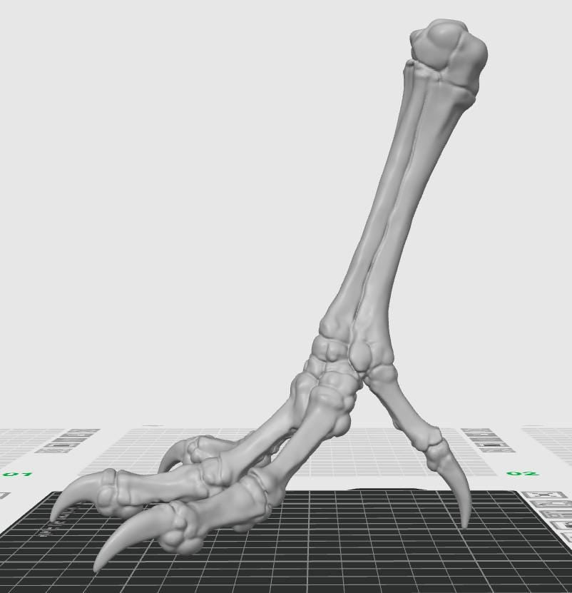 Chicken Tarsometatarsus Foot Bone Model | Avian Skeletal Replica, Study Aid