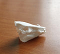 Anatomical Wild Boar Skull Replica | Cruelty-Free Sus scrofa Osteology Display