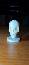 Human Skull Model | Anatomical Medical Study Replica | Life Size Skull Sculpture | Science Classroom Decor