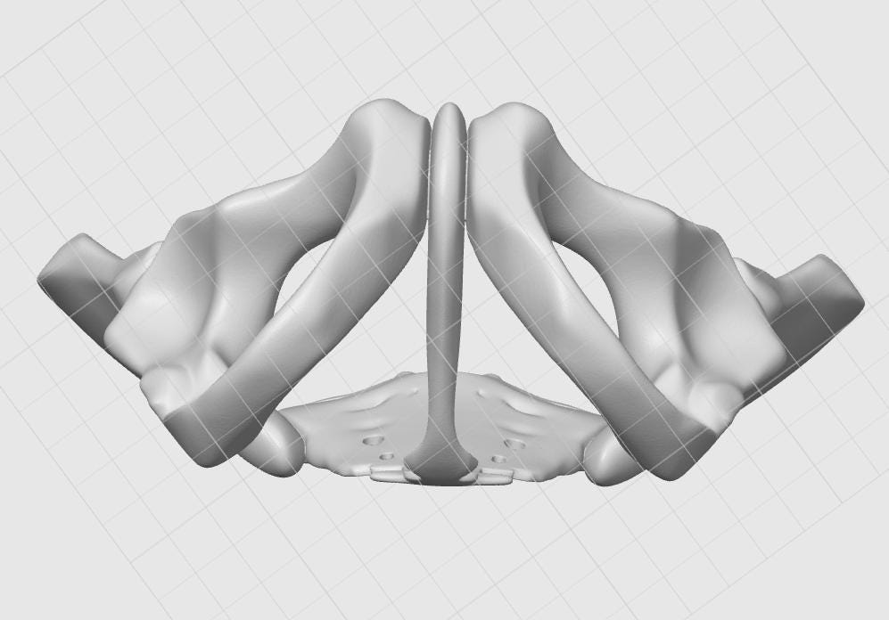 Female Pelvis Bone Model | Midwifery, PT, Medical Study Aid Replica
