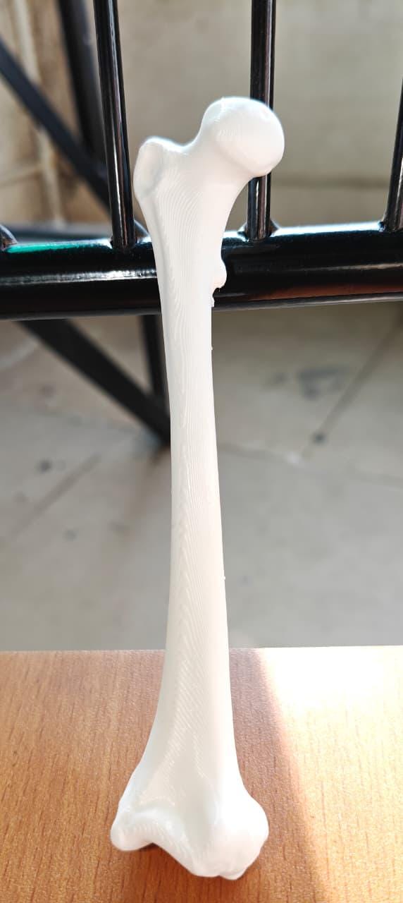 Human Femur Bone Replica | Anatomical Study Model, Medical Display