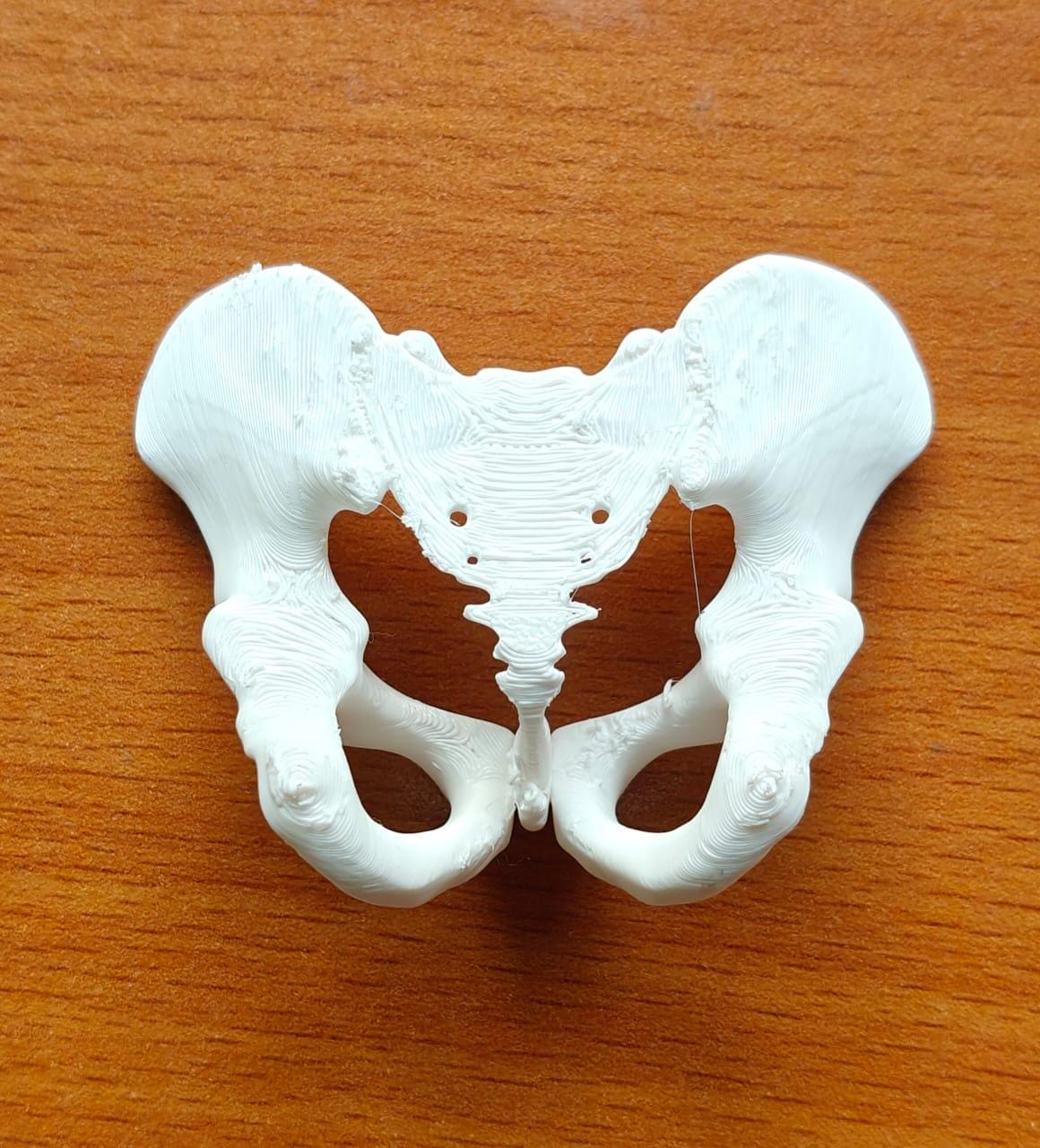 Female Pelvis Bone Model | Midwifery, PT, Medical Study Aid Replica