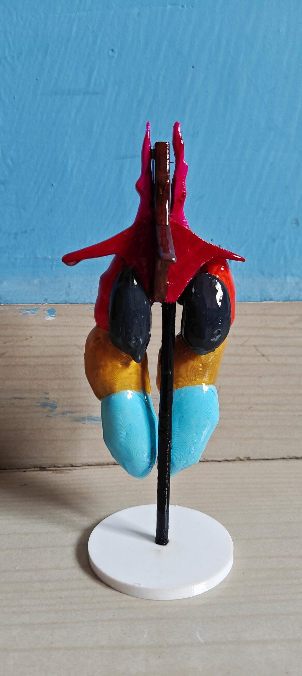 Avian Lung & Air Sac Model | Bird Respiratory System | Veterinary Teaching Tool | Ornithology Science Model