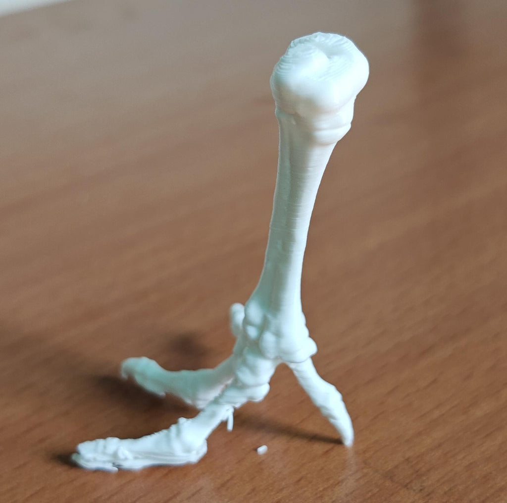 Chicken Tarsometatarsus Foot Bone Model | Avian Skeletal Replica, Study Aid