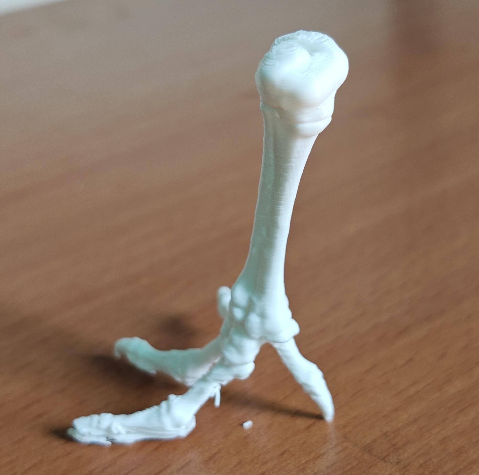 Chicken Tarsometatarsus Foot Bone Model | Avian Skeletal Replica, Study Aid