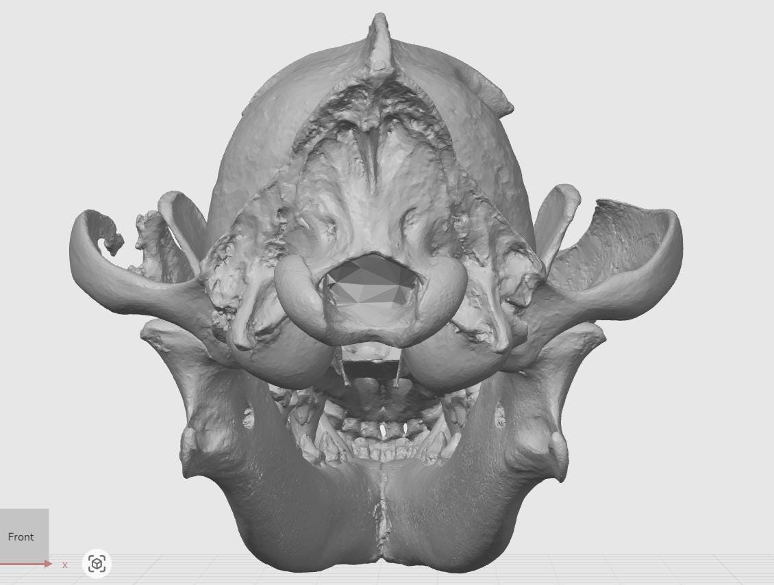 Anatomical Wolf Skull Replica | 170mm Predator Osteology Model, Gothic Nature Display
