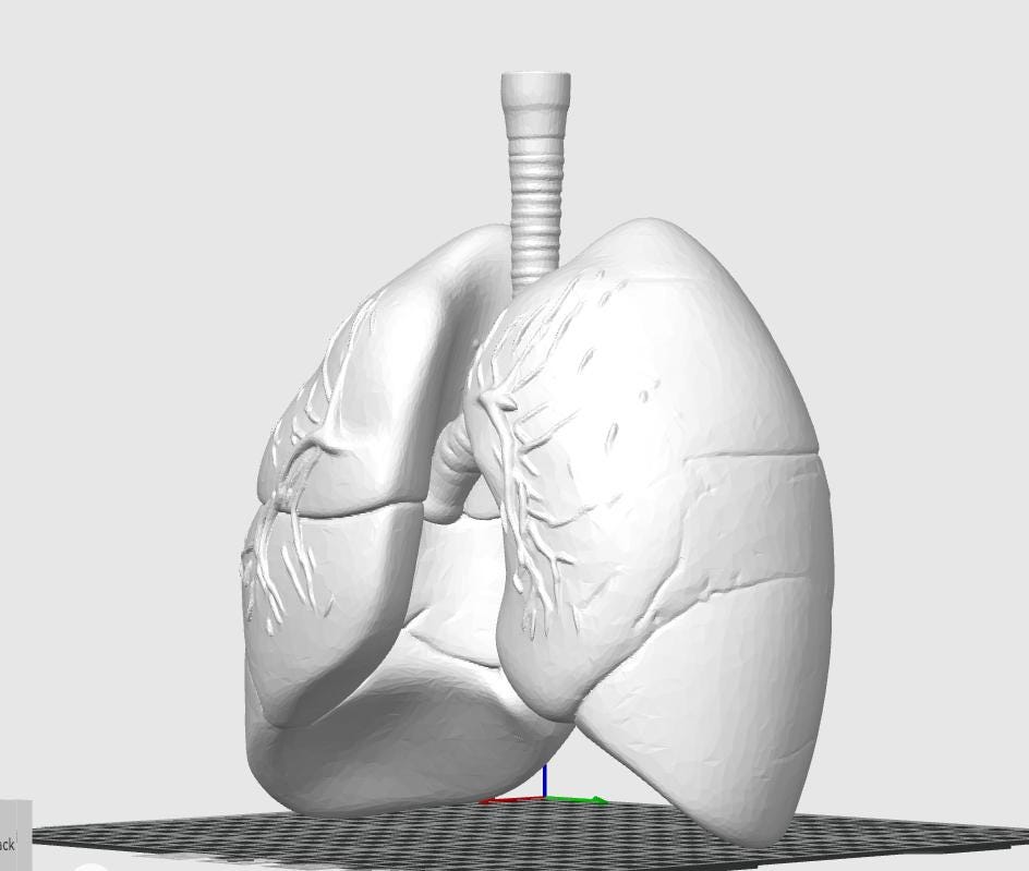Anatomical Human Lungs Model | Respiratory System Education Kit | Pulmonologist & Doctor Gift | Desktop Anatomy Display