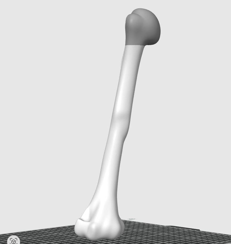 Anatomical Humerus Bone Model | Medical Study Aid, PLA+ Skeletal Anatomy (Large)