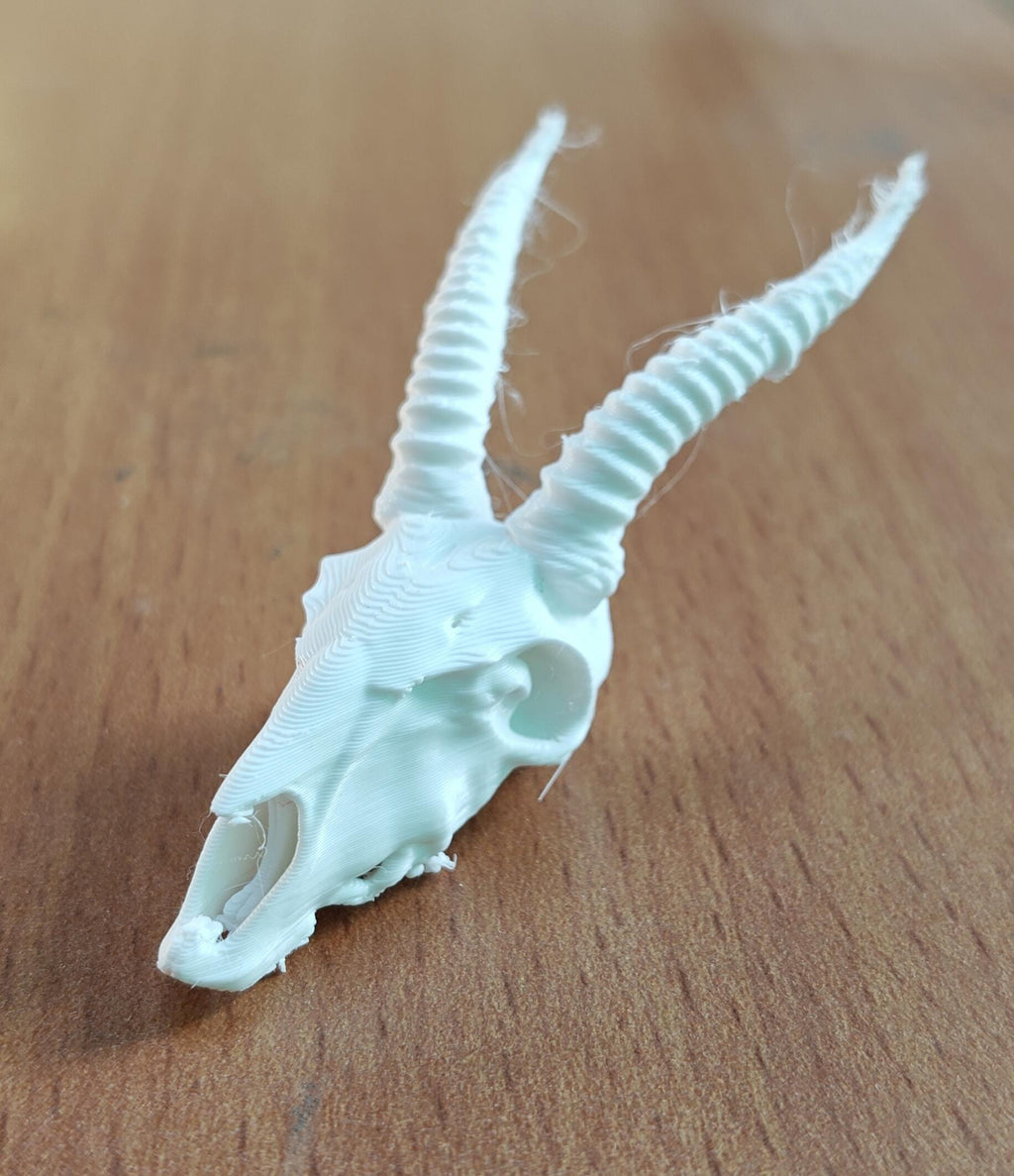 Antelope Skull Replica | Spiraled Horn African Wildlife Anatomy Display (170mm)