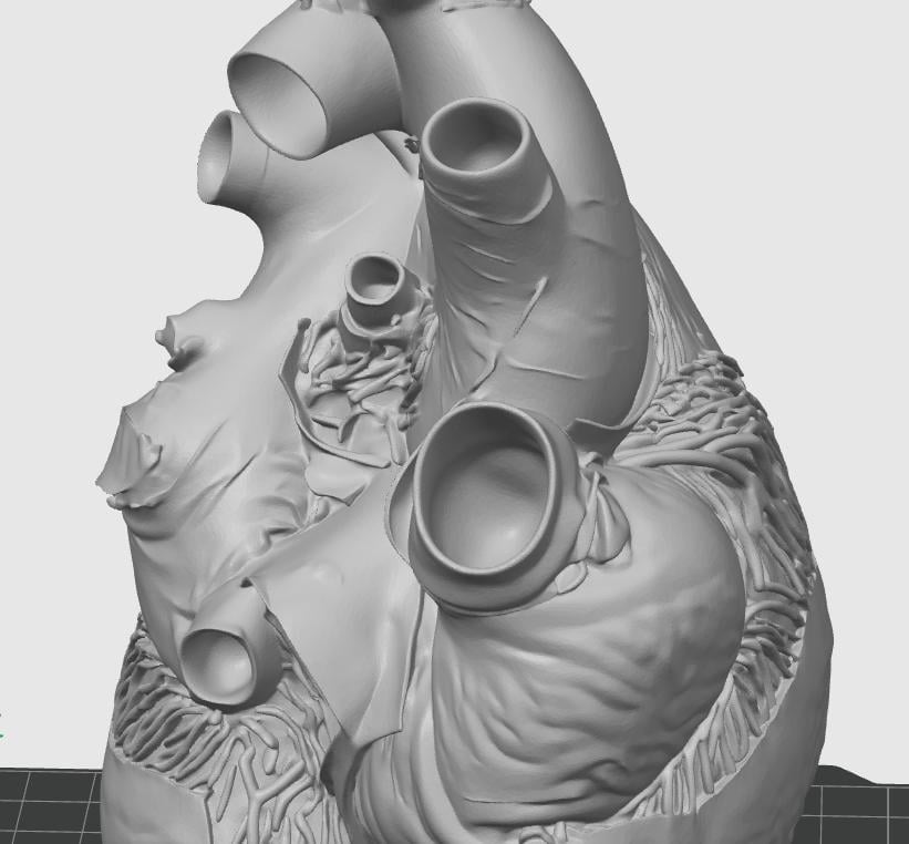 Blue Whale Heart Miniature | Marine Biology Anatomy Model | Cetacean Science Decor | Educational Animal Heart