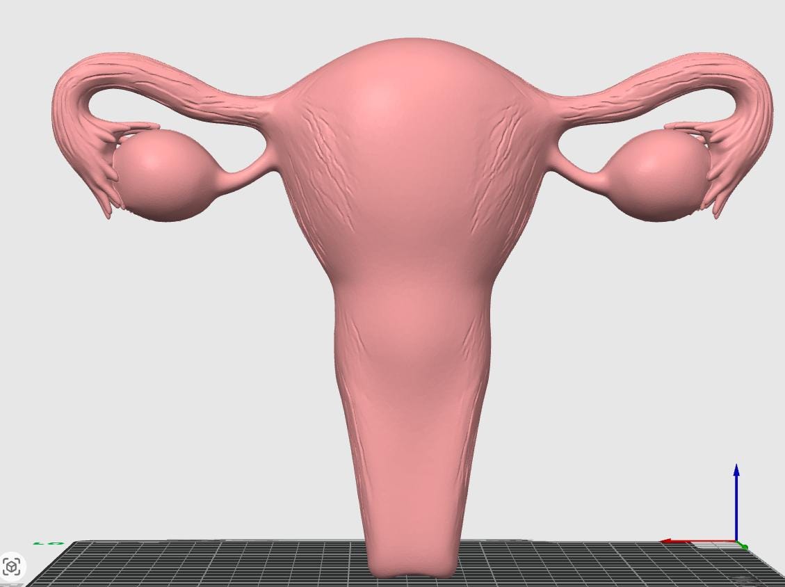 Female Reproductive System Model | Detailed Anatomy Sculpture | Women’s Health Education | Medical Student Gift
