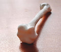 Anatomical Humerus Bone Model | Medical Study Aid, PLA+ Skeletal Anatomy (Large)