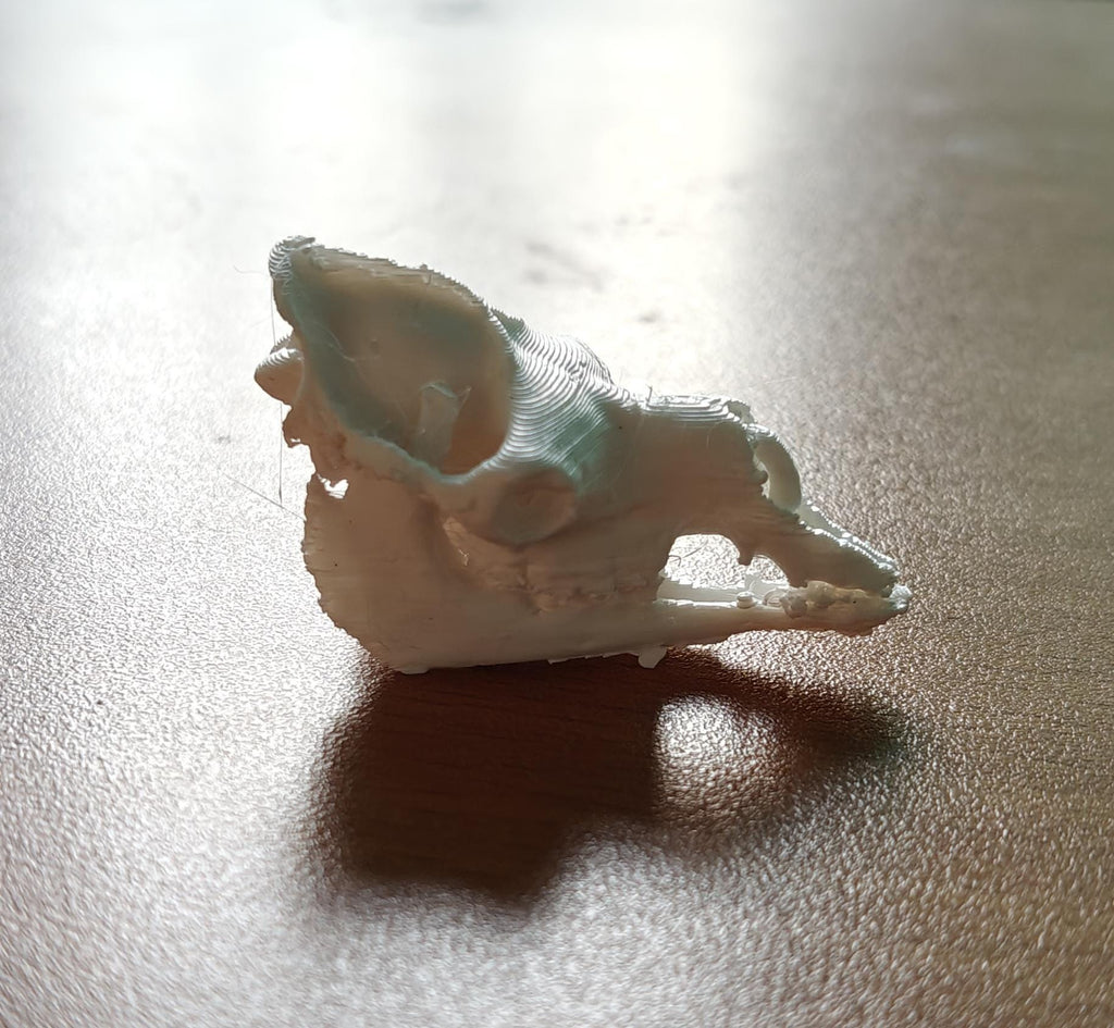 Anatomical Camel Skull Replica | Cruelty-Free Desert Wildlife Decor (170mm)