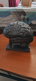 Miniature Brain Sculpture | Neuroscience Desk Decor | Psychology Gift | Educational Brain Anatomy Model