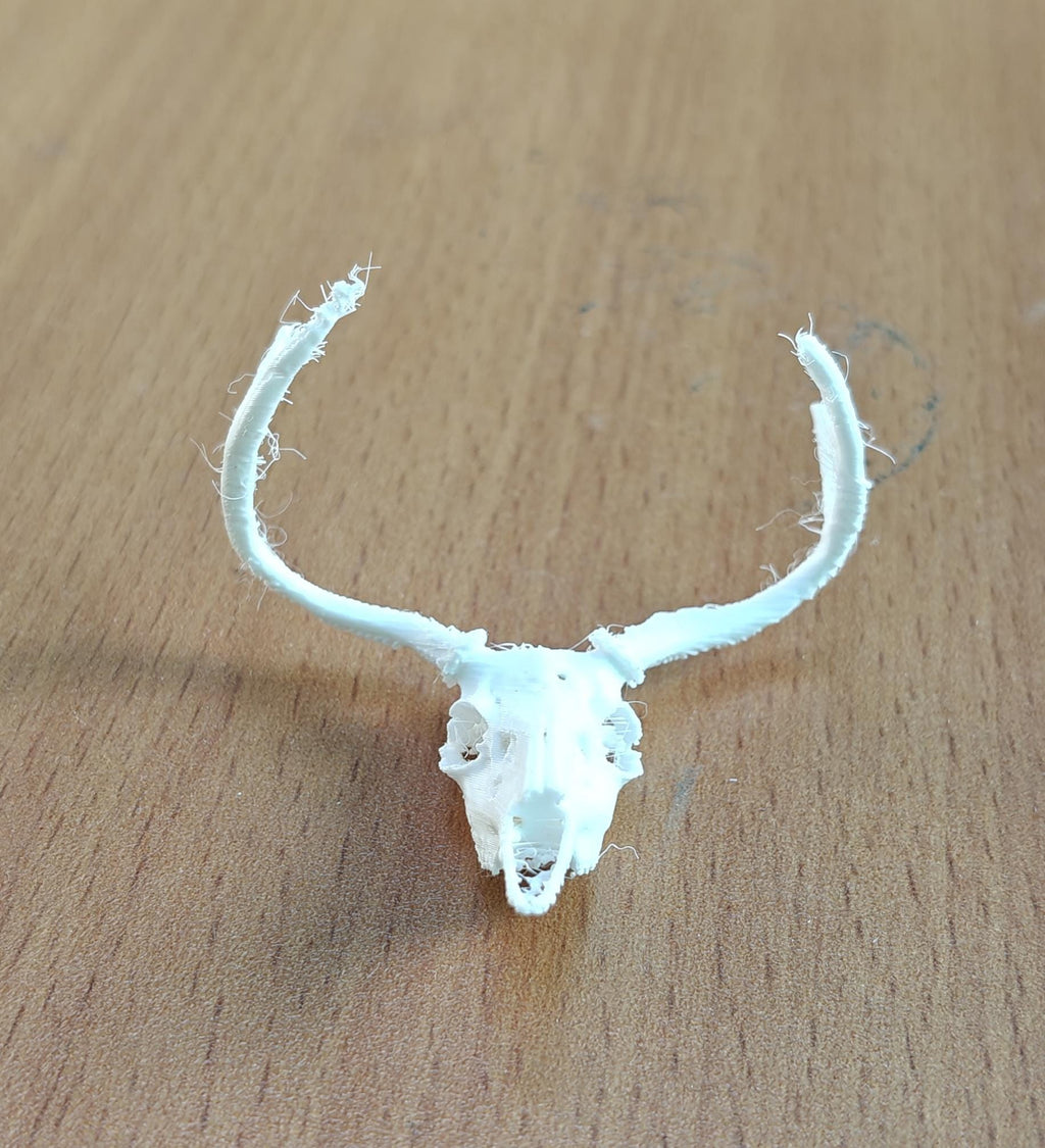 Anatomical Deer Skull Replica | 170mm Desktop Osteology Specimen