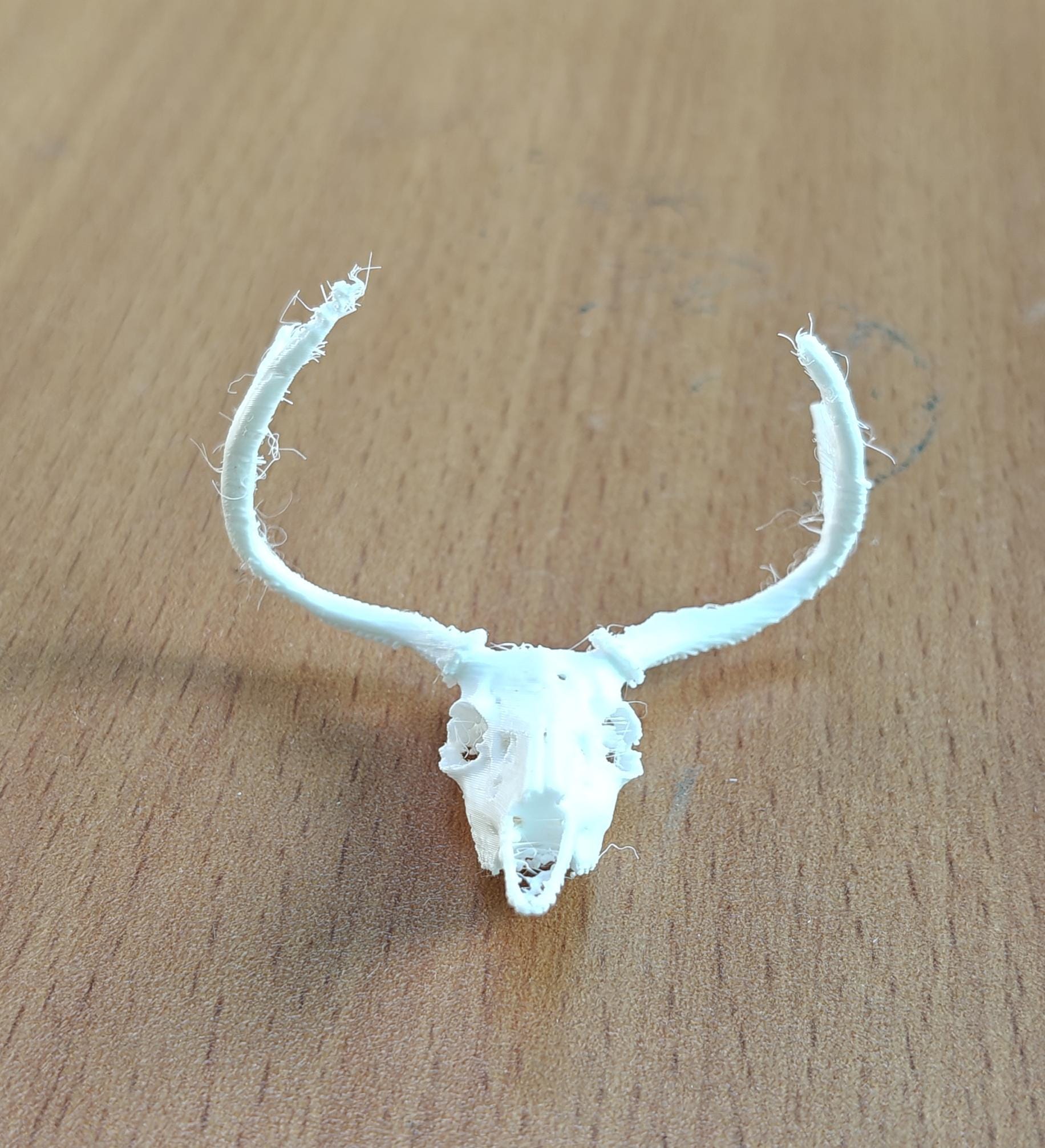 Anatomical Deer Skull Replica | 170mm Desktop Osteology Specimen