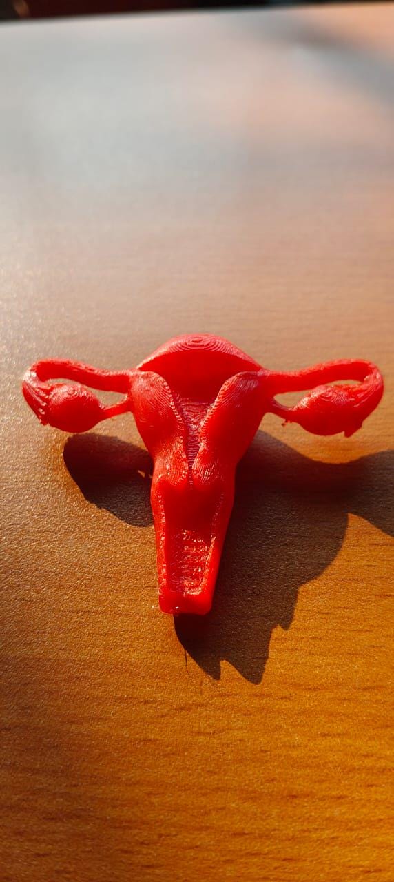 Female Reproductive System Model | Detailed Anatomy Sculpture | Women’s Health Education | Medical Student Gift